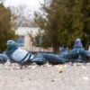 Bird Repellents That Actually Work