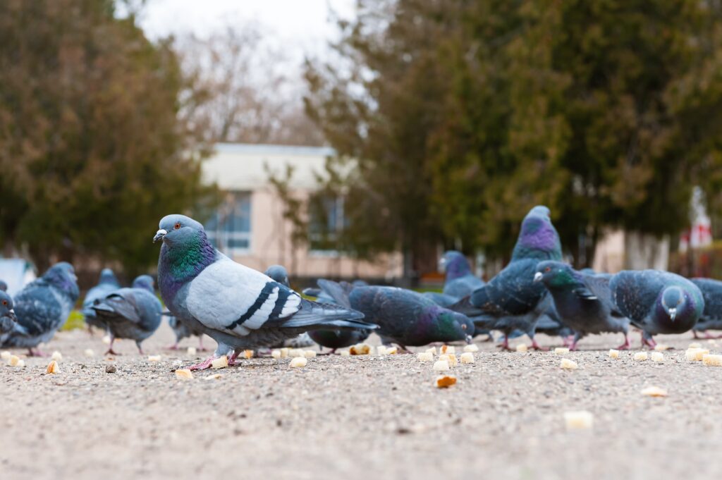 Bird Repellents That Actually Work