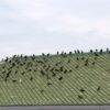 The Ultimate Guide to Bird Control for Homes & Businesses