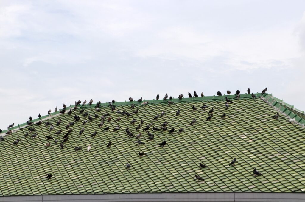 The Ultimate Guide to Bird Control for Homes & Businesses