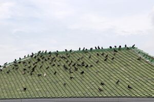 The Ultimate Guide to Bird Control for Homes & Businesses