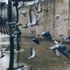 Dangers and Health Risks of Bird Droppings