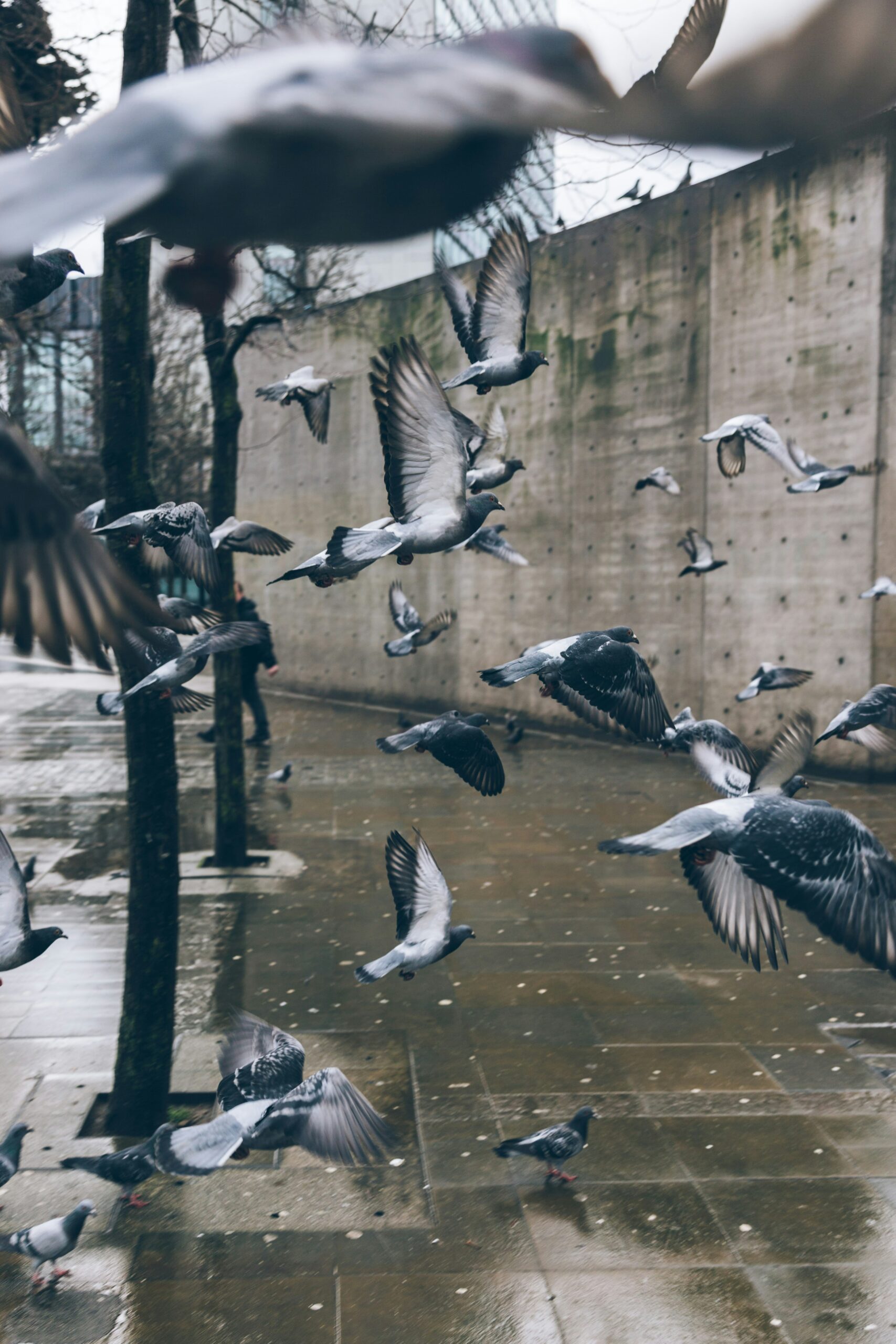 Dangers and Health Risks of Bird Droppings