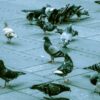 Bird Pigeon Deterrent