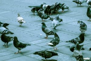 Bird Pigeon Deterrent