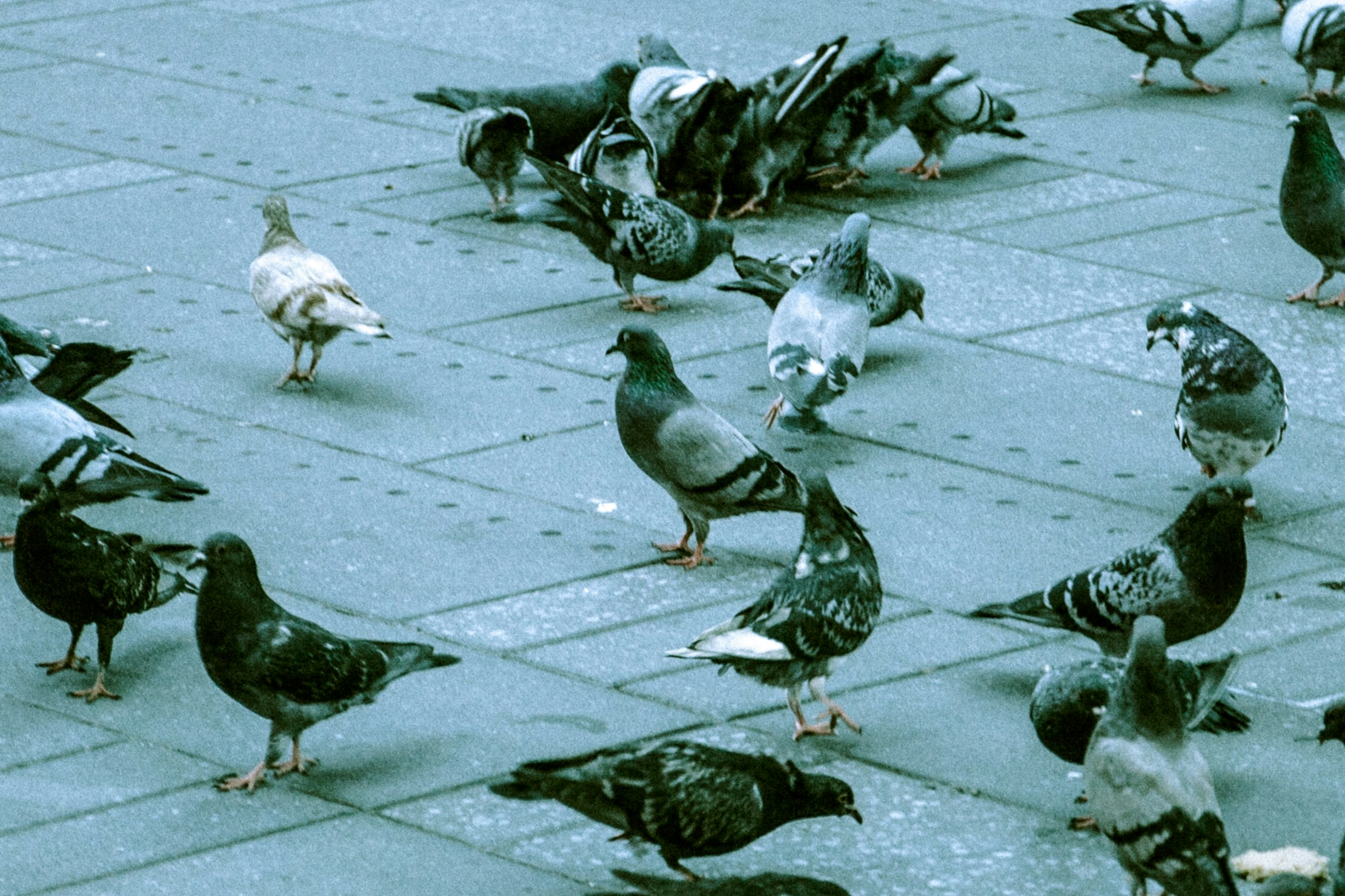 Bird Pigeon Deterrent