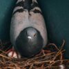 Bird Nestiing Prevention