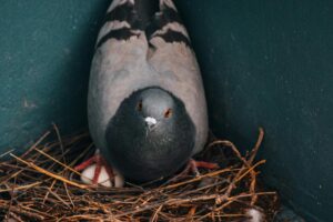 Bird Nestiing Prevention