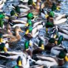 Duck Deter