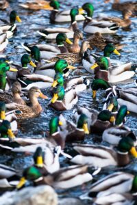 Duck Deter