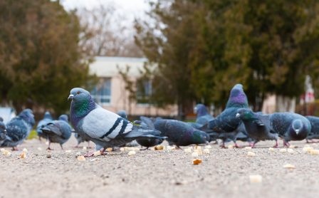 Bird Repellents That Actually Work