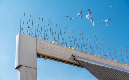 isolated detail of a steel barbed repellent used on structures such as awnings, sales and building cornices to deter pigeons and other birds