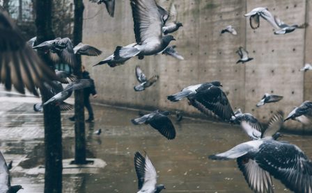 Dangers and Health Risks of Bird Droppings