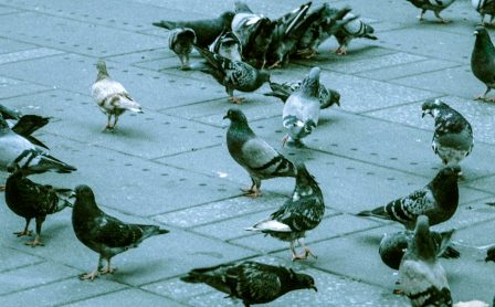 Bird Pigeon Deterrent