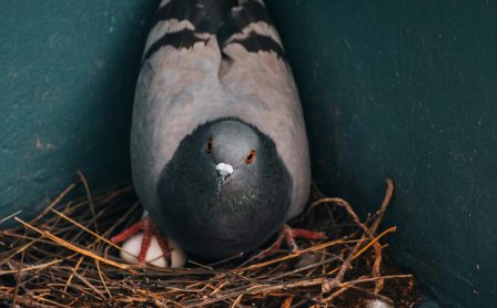 Bird Nestiing Prevention