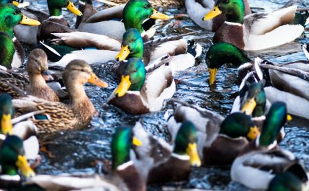 Duck Deter