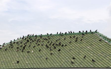 The Ultimate Guide to Bird Control for Homes & Businesses