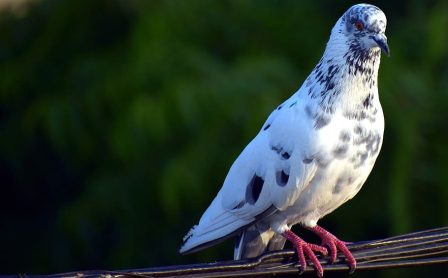 white-pigeon-feral-pigeon-bird